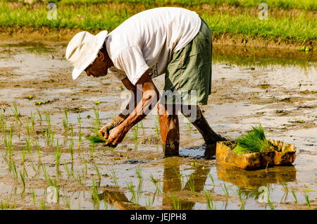 Ubud, Bali, Indonesien - 29. Juli 2013. Ein unbekannter Mann arbeitet in Reis Plantage. Der Prozess der Pflanzen Reis von hand. Reisfelder auf Bali Stockfoto