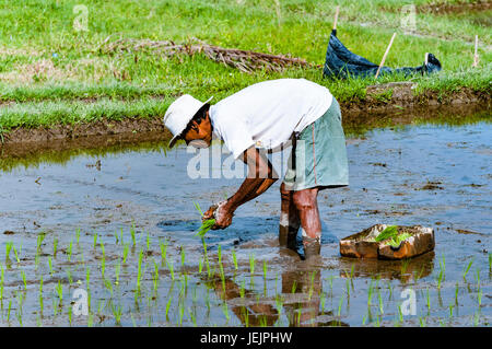 Ubud, Bali, Indonesien - 29. Juli 2013. Ein unbekannter Mann arbeitet in Reis Plantage. Der Prozess der Pflanzen Reis von hand. Reisfelder auf Bali Stockfoto