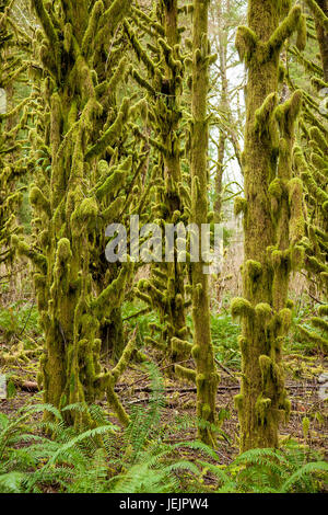 Moosbewachsenen Bäumen in Oregon Stockfoto