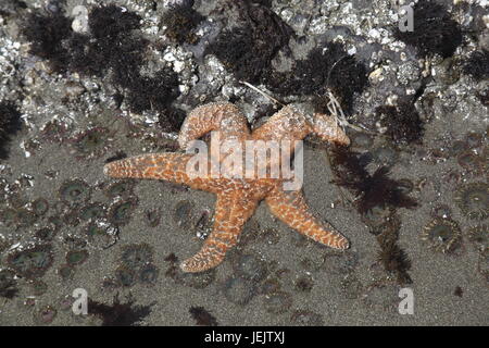 Seestern, Shi Shi Beach, Tidepool Stockfoto