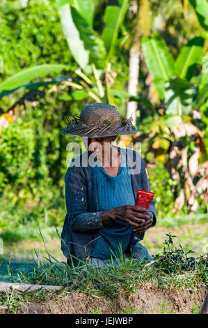 Ubud, Bali, Indonesien - 29. Juli 2013. Eine unbekannte Frau arbeitet in Reis Plantage. Der Prozess der Pflanzen Reis von hand. Reisfelder auf Bali Stockfoto