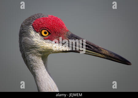 Vogel, Sanhill Kran, Tag, Florida, USA Stockfoto