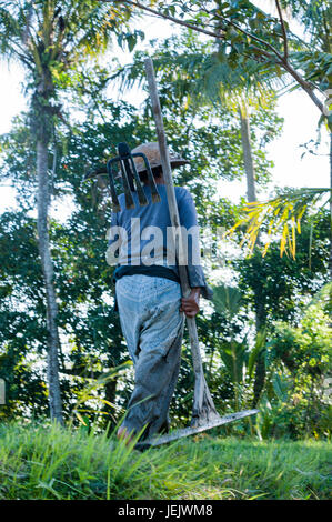 Bali Reis Plantage mit Mann Pflanzen Reis von hand. Reisfelder auf Bali Stockfoto