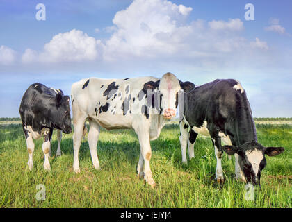 Friesisch-Holstein-Rinder grasen auf einer grünen Wiese an einem sonnigen Tag, den Niederlanden. Stockfoto