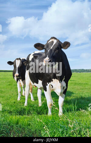 Holstein-Friesian Rinder in einem niederländischen Wiese mit blauem Himmel und Wolken. Stockfoto