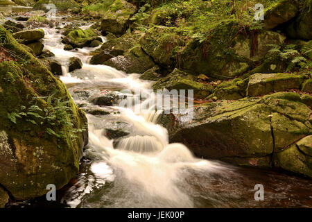 Nationalpark Harz Stockfoto