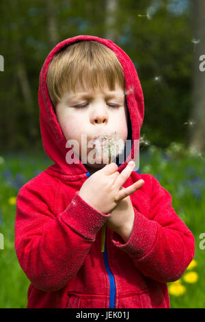 Kleiner Junge bläst eine Löwenzahn Uhr Stockfoto