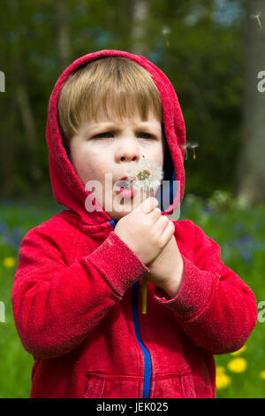 Kleiner Junge bläst eine Löwenzahn Uhr Stockfoto