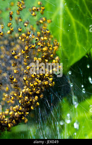 Europäische Gartenkreuzspinne (Araneus Diadematus) Jungspinnen Stockfoto