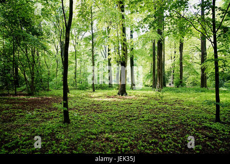 grünen Wald im Sommer Europa. Stockfoto