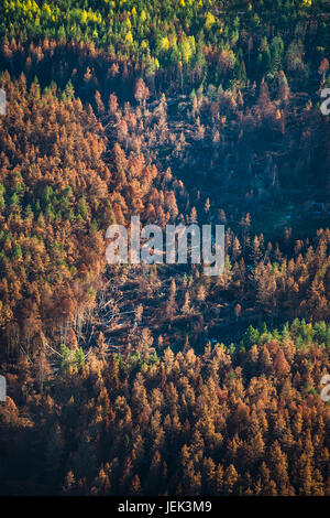 Tote Bäume im herbstlichen Wald Stockfoto