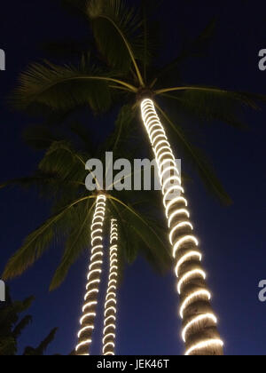 Lichter auf Palmenstämmen Stockfoto