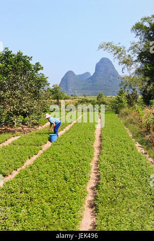 Arbeiter in einem grünen Reisfeld mit Karstgebirge im Hintergrund in Yangshuo, Provinz Guangxi, China Stockfoto