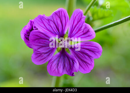 Violette "Malve" Blume (Malva Sylvestris) auf unscharfen Hintergrund Stockfoto