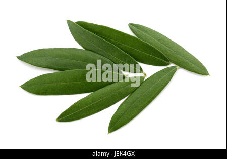 Frische Olive Blätter isolierten auf weißen Hintergrund. Stockfoto