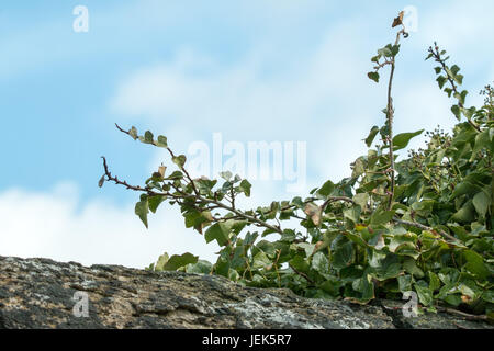 Efeu wächst auf alten Mauer Stockfoto