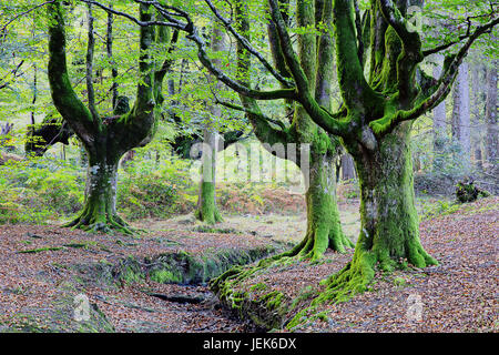 Gorbea Naturpark, Baskisches Land, Spanien Stockfoto