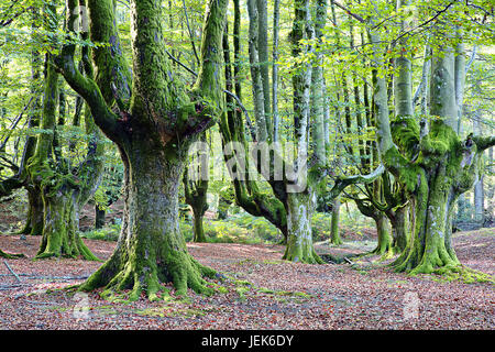 Gorbea Naturpark, Baskisches Land, Spanien Stockfoto