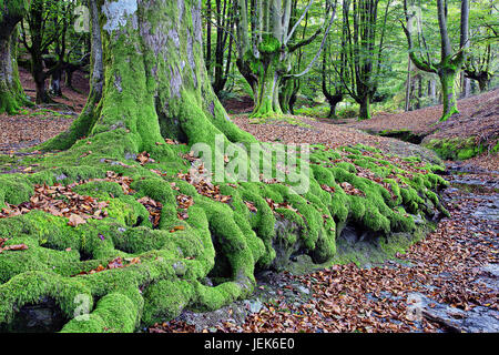 Gorbea Naturpark, Baskisches Land, Spanien Stockfoto