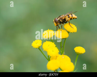 Hoverfly (Volucella Inanis) Stockfoto