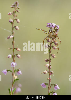 Europäische Gartenkreuzspinne Araneus diadematus Stockfoto