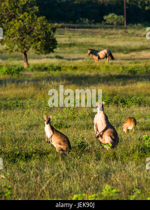 Wallabys im Acker in der Nähe von Kakadu-Nationalpark, Northern Territory, Australien. Stockfoto