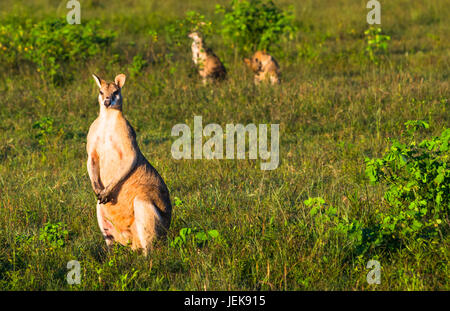 Wallabys im Acker in der Nähe von Kakadu-Nationalpark, Northern Territory, Australien. Stockfoto