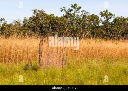 Magnetischen Termitenhügel (Amitermes Meridionalis), Litchfield Nationalpark, Northern Territory, Australien. Stockfoto