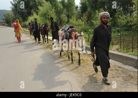 Mann zu Fuß mit Pferd auf Straße, Srinagar, Jammu Kaschmir, Indien, Asien Stockfoto