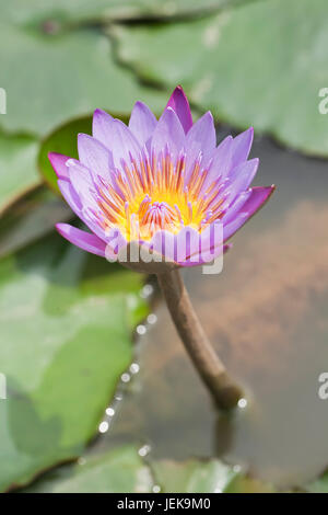 Schöne Lotusblüte in einem Teich mit grünen Blättern. Stockfoto