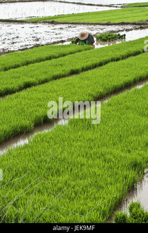 HAINAN-CHINA, 16. JANUAR 2008. Arbeiter in einem überschwemmten Reisfeld am 18. Januar 2008 in Hainan. China ist der größte Reisproduzent der Welt. Stockfoto