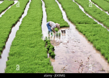 HAINAN-CHINA-JAN. 16, 2008. Arbeiter in einem überfluteten Reisfeld am 18. Januar 2008 in Hainan. China ist der weltweit größte Produzent von Reis. China-Konto Stockfoto