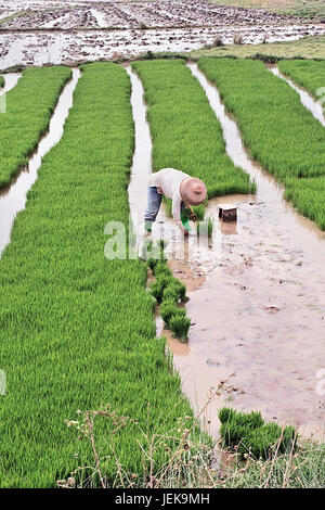 HAINAN-CHINA-JAN. 16, 2008. Arbeiter in einem überfluteten Reisfeld am 18. Januar 2008 in Hainan. China ist der weltweit größte Produzent von Reis. China-Konto Stockfoto