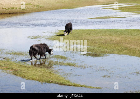 Grasende Yaks in den Feuchtgebieten des Qinghai-See Stockfoto