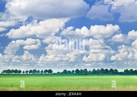 Holländische Landschaft mit einer Reihe von Bäumen, blauen Himmel und dramatische geformten weißen Wolken. Stockfoto