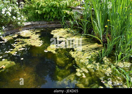 Decke Unkraut im Gartenteich Stockfoto