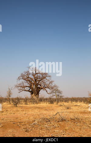 Großen Baobab-Bäume in der Wüste von Mapungubwe National Park, Südafrika, Afrika Stockfoto