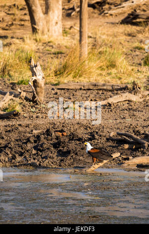 Afrikanische Fischadler (Haliaeetus Vocifer) hocken auf dem Boden, Südafrika, Kruger Park Stockfoto