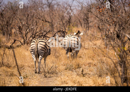 Zwei Ebenen Zebras laufen in Savannah, Süd Afrika, Mapungubwe Park, Südafrika Stockfoto