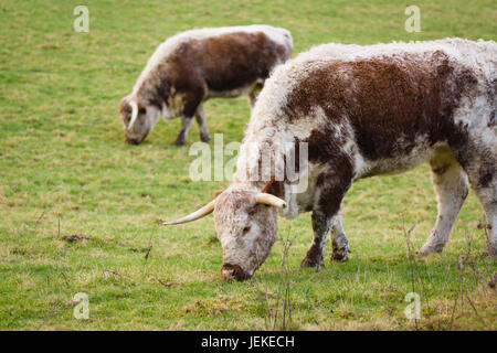 English Longhorn-Rinder ein altes und jetzt seltene britische Rasse fast ausgestorben aber wurden vom seltenen Rassen Survival Trust vor dem Aussterben gerettet Stockfoto