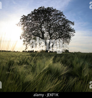 Walnut Tree in einem Gerstenfeld, Cherveux, Niort, Frankreich Stockfoto