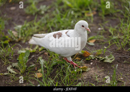 Weiße Taube auf dem grünen Rasen. Stockfoto