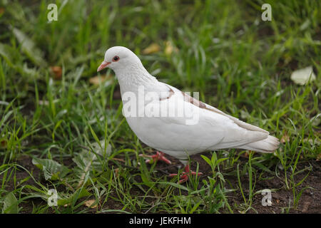 Weiße Taube auf dem grünen Rasen. Stockfoto