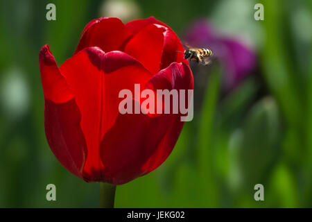 Biene schwebt durch eine rote Tulpe Blume Stockfoto