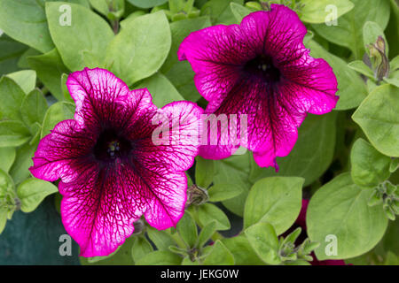 Violette Petunien Stockfoto