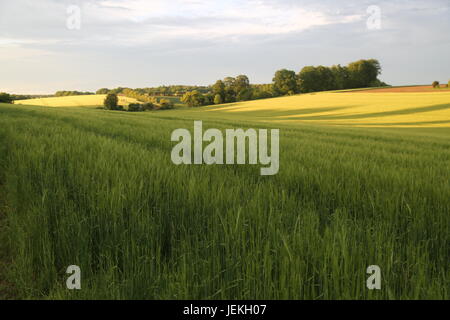 Bauernhof Getreidefelder, West Berkshire Stockfoto