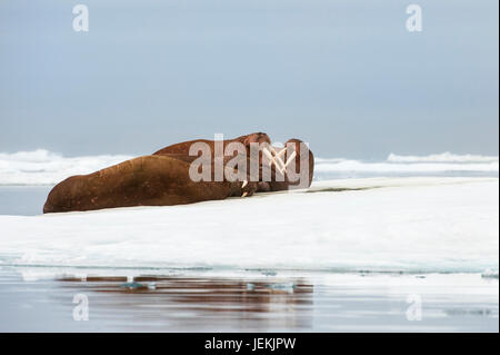 Gruppe von Walross (Odobenus Rosmarus) ruht auf dem Eis, Cape Waring, Wrangel Island, Chuckchi Meer, Tschukotka, russischen Fernen Osten, Unesco World Heritage S Stockfoto