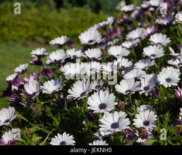 Weiße und violette Herbers Blumen am Doi Inthanon, Thailand Stockfoto