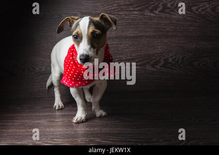 Glücklicher Hund posiert. Jack Russell Terrier vor dunklem Holz. Stockfoto