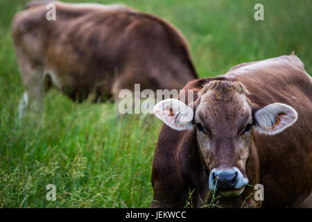Kuh Gesicht (Schweizer Braunvieh Zucht) mit anderen Kuh Weiden auf einer grünen Wiese im Hintergrund. Stockfoto
